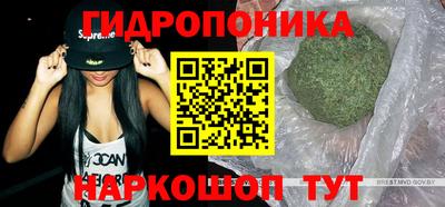 сатива Гай